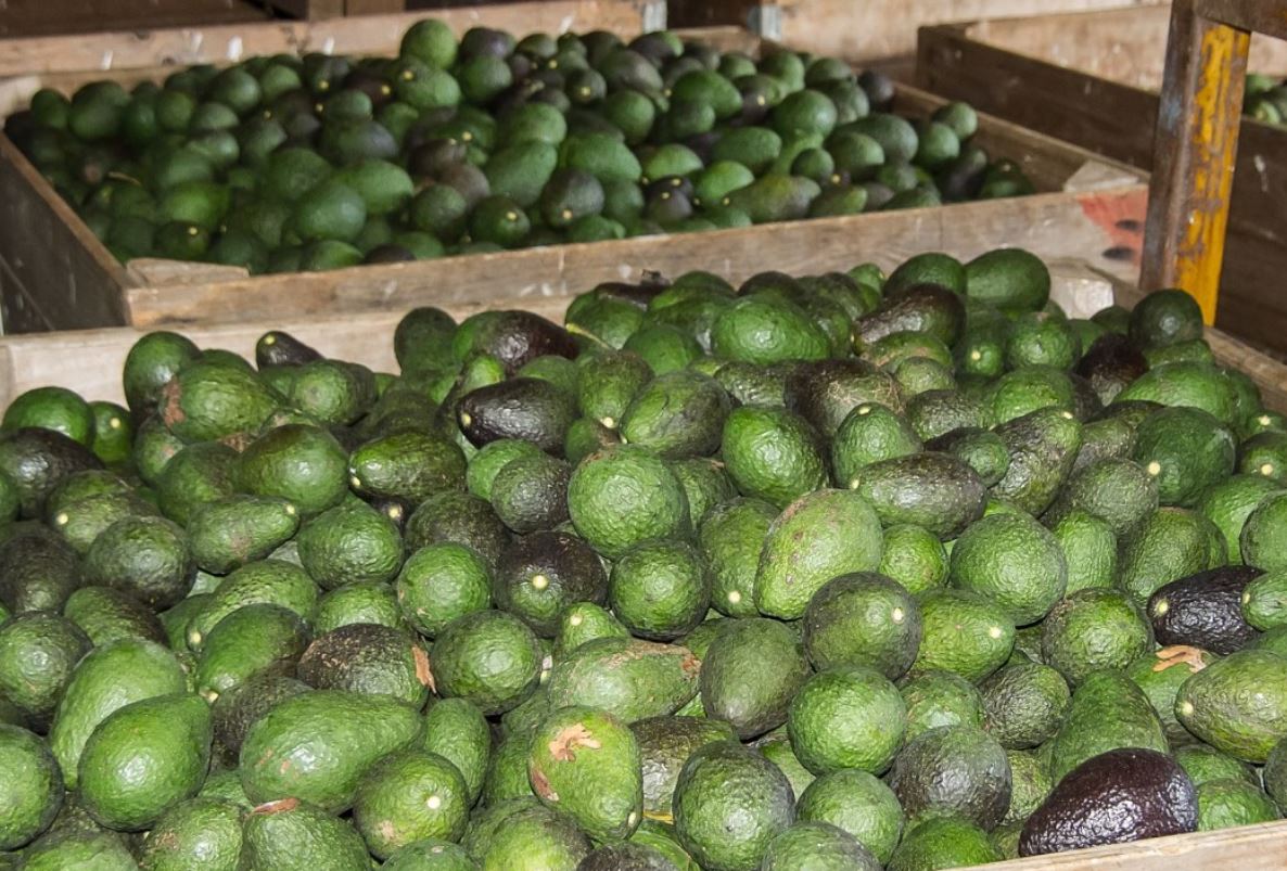 Tanzania opens direct airfreight route to China for horticulture Tanzania opens direct airfreight route to China for horticulture