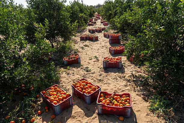 Fuel crisis fears loom over South Africa’s 2026 citrus season
